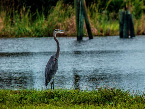 Heron looking for breakfast dsc 1942