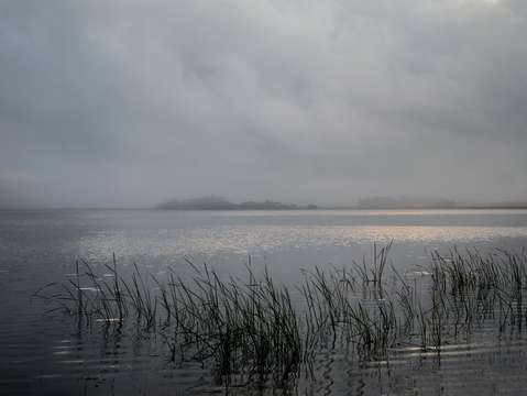 Grasses and fog on lake shelby dsc 1698