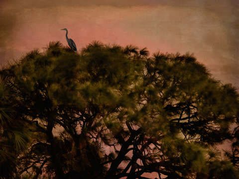 Bird on tree