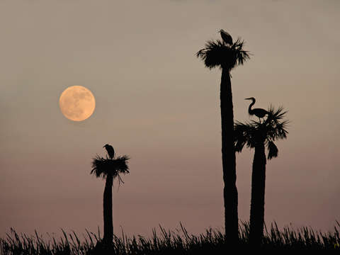 Watching the moonrise