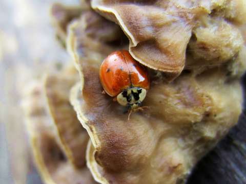 Ladybug, Ladybug