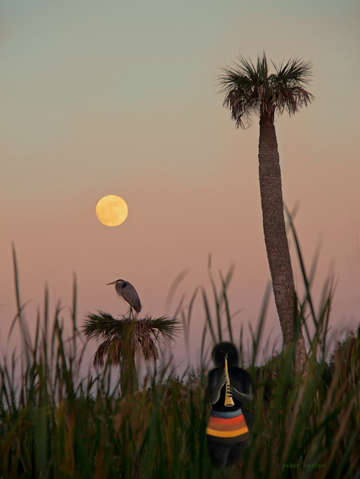 Rousseau in florida