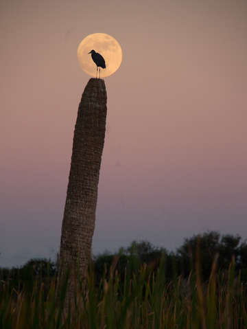 Watching the full moon rise