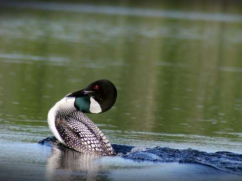 Mama Loon
