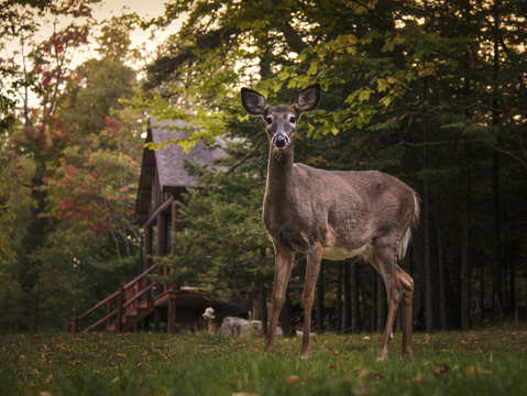 Deer by the cabin on moosehead lake