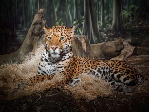 Majestic leopard
