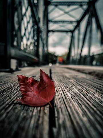 Autumn soul
