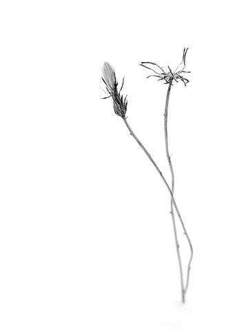 Winter dandelion abstract 1