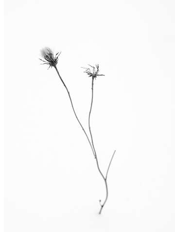 Winter dandelion abstract 2