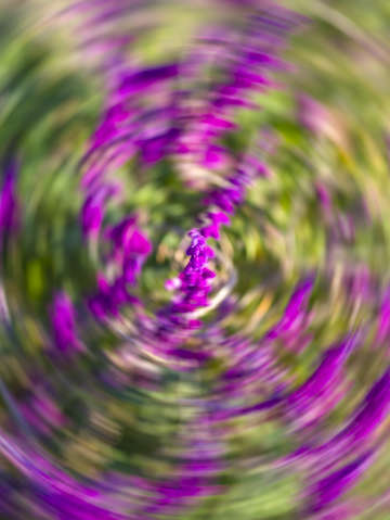 Purple swirls