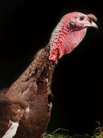 Turkey portrait 1