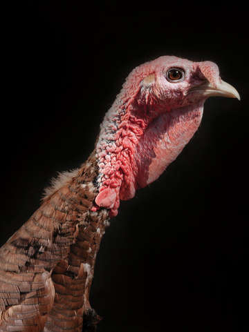 Turkey portrait 2
