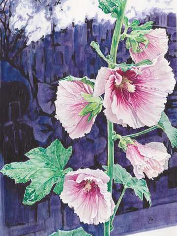 Amsterdam hollyhocks 3