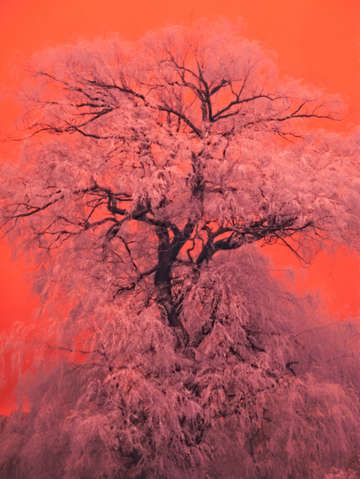 Tree of happiness