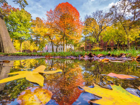 Harvard university foliage
