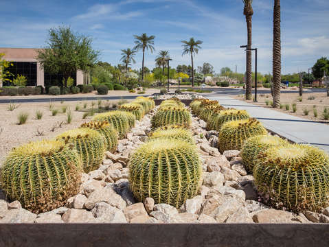 Cactus landscape