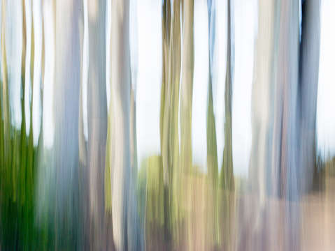 Moving trees 24