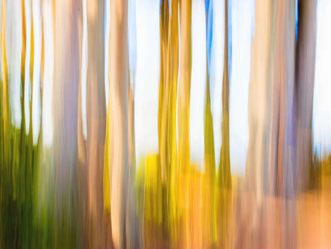 Moving trees 25