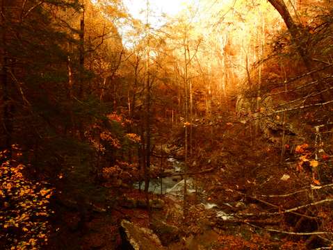 Golden paradise