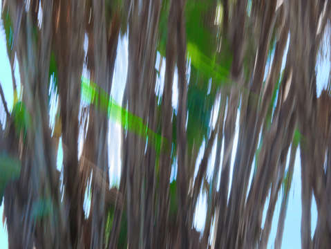 Moving trees 27