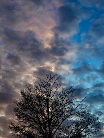 Sunset trees and clouds 1