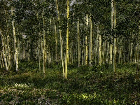 Birch trees 4