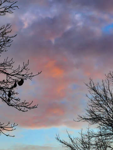 Sunset trees and clouds 5