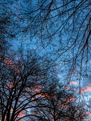 Sunset trees and clouds 6