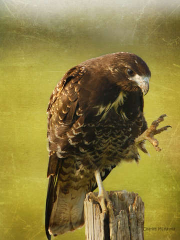 Pointing hawk