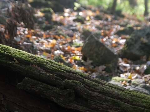 Moss 2
