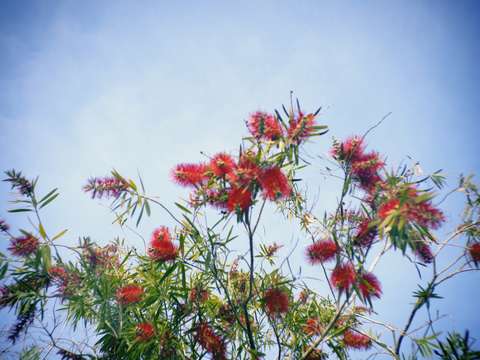 Red Bottlebrush Flowers