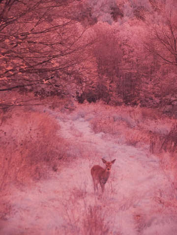 Ir deer