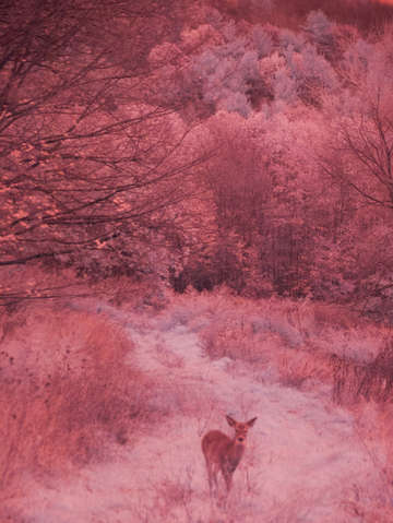 Infrared doe