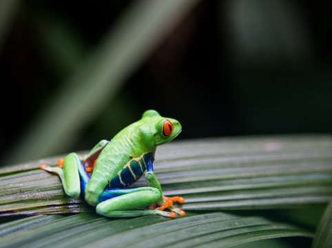 Red eyed leaf frog