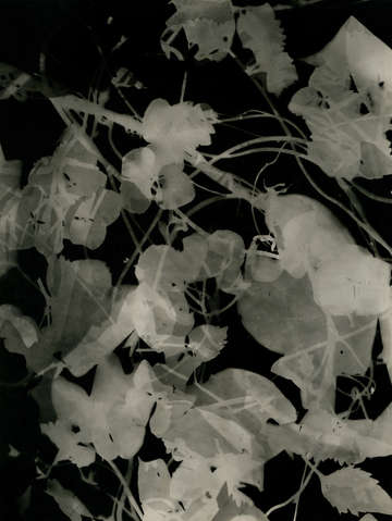 Theme ii 02