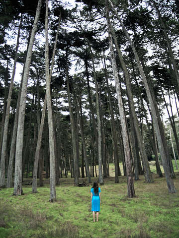 Through the woods