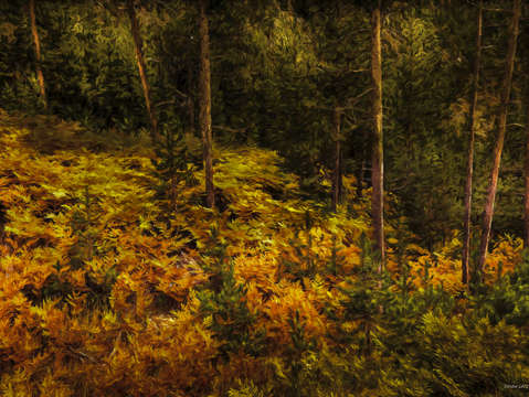 Impressions of autumn 2