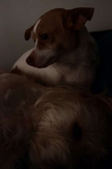 Dog vogue