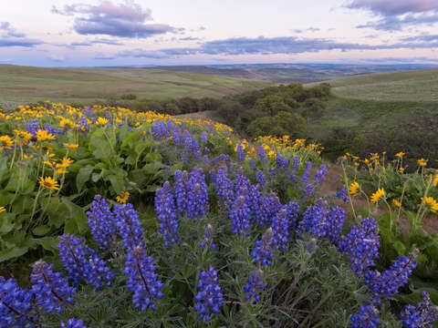Spring Hills