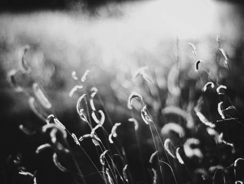 For the dream bw