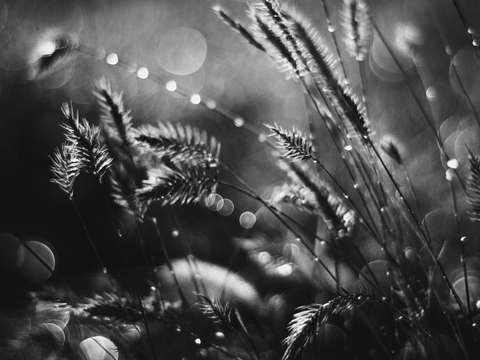 Microcosm black white