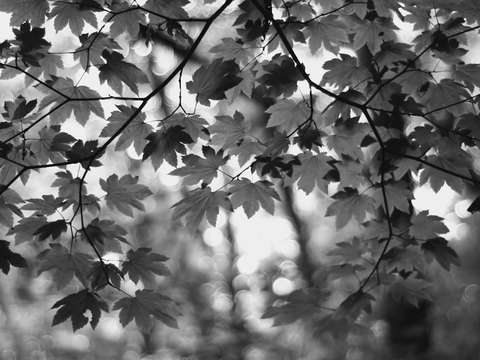 Virtue bw