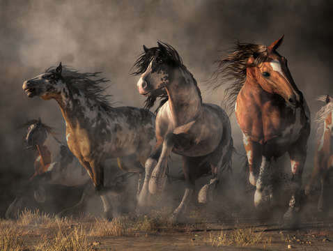 American paint horses