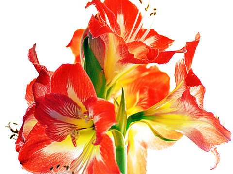 January flowers