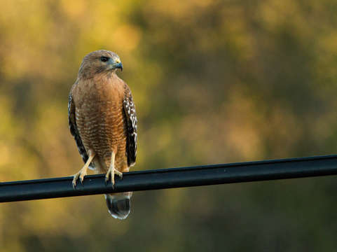 Red shouldered hawk