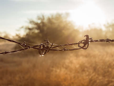 Barbed fence