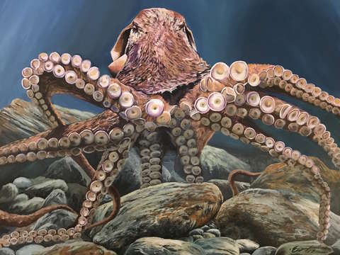 Octopus 4