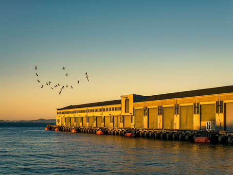 Pelicans on the bay