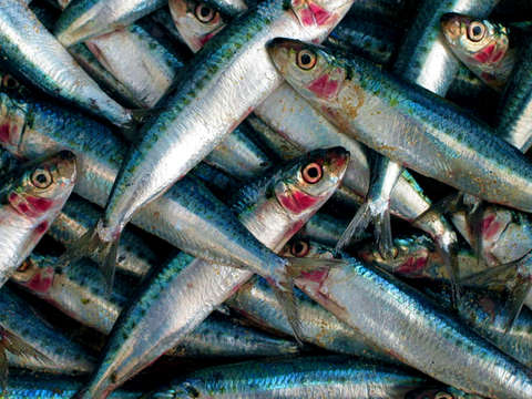 Fish market