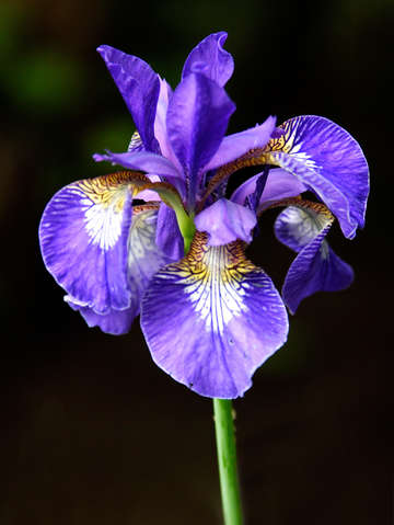Sinlge purple iris